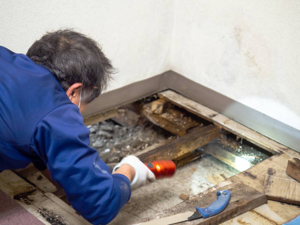 Best DIY Mold Remediation Support Services in Capron, IL