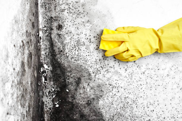 Best Attic Mold Remediation in Capron, IL