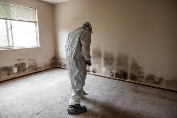 Best Bathroom Mold Remediation in Capron, IL